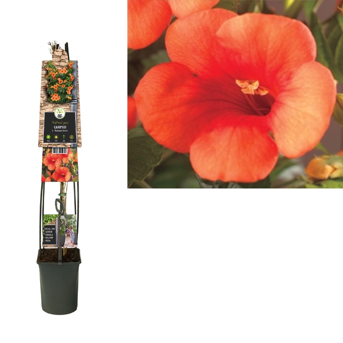 <h4>Campsis t. 'Madame Galen' +3.0 label</h4>