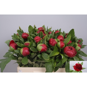 PAEO RED CHARM