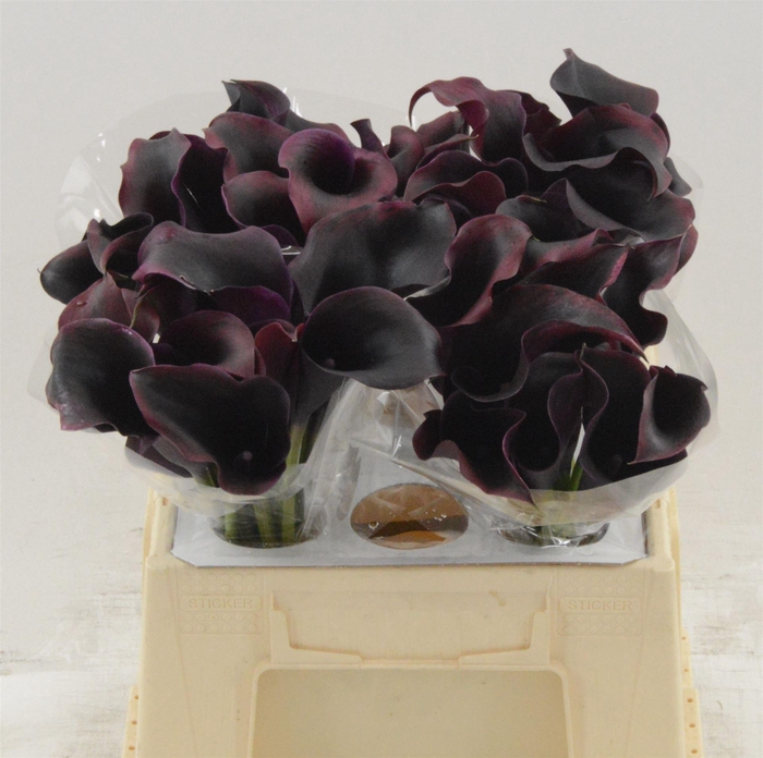 <h4>Calla Rudolph</h4>