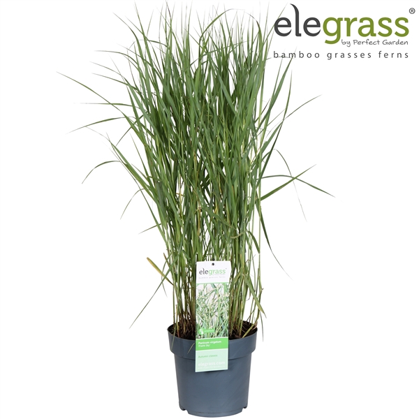 <h4>Panicum virgatum 'Prairie Sky' P23</h4>