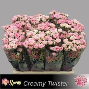 R Tr Creamy Twister Sun Spray