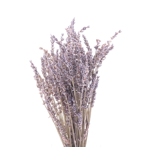 Lavendel Gedroogd