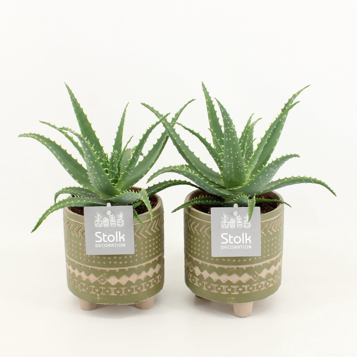 <h4>Aloe Arborescens in Maya Green pot</h4>