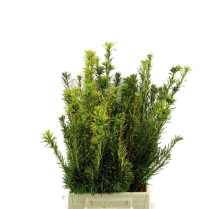 Taxus Bacc.fastigata