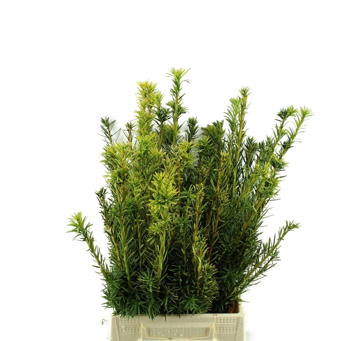 <h4>Taxus Bacc.fastigata</h4>