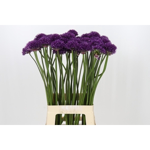 Allium 'Chicago'