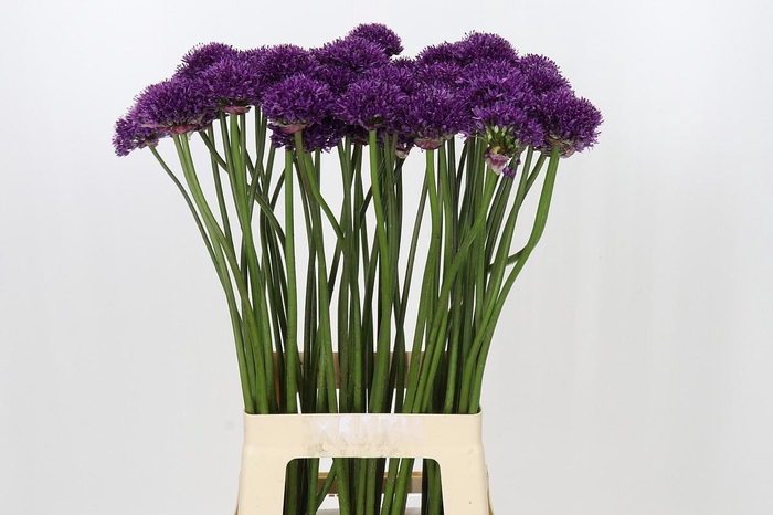 <h4>Allium Chicago</h4>