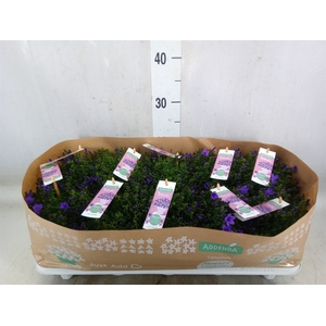 Campanula porten. 'Ambella In Prpl'