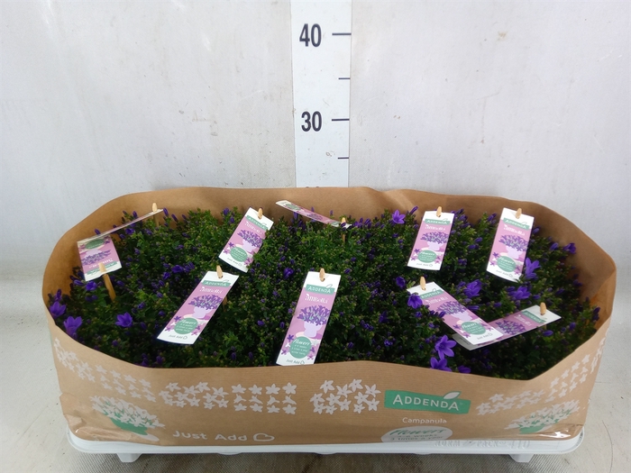 <h4>Campanula porten. 'Ambella In Prpl'</h4>