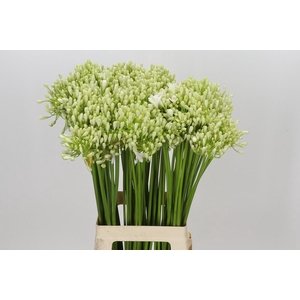 Agapanthus Volendam