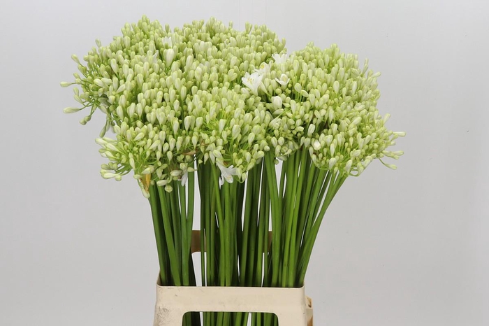 <h4>Agapanthus Volendam</h4>