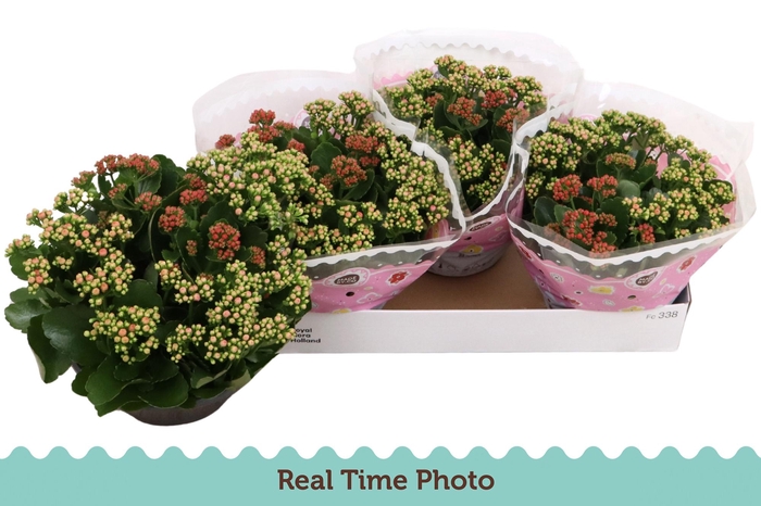 <h4>KAL GE GEM I POT</h4>