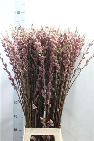 <h4>T Salix Ch Red Passion</h4>