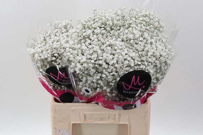 <h4>Gy Xlence 18 gram</h4>