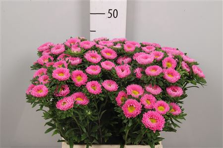 <h4>Callis Mats Pink</h4>