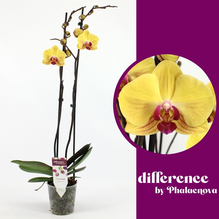 <h4>Goldion 2-tak 70cm (GROEN)</h4>