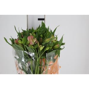 ALSTROEMERIA MODENA 080 CM