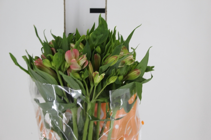 ALSTROEMERIA MODENA 080 CM