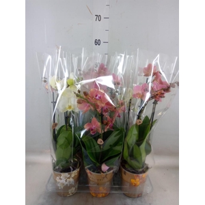 Phalaenopsis   ...mix