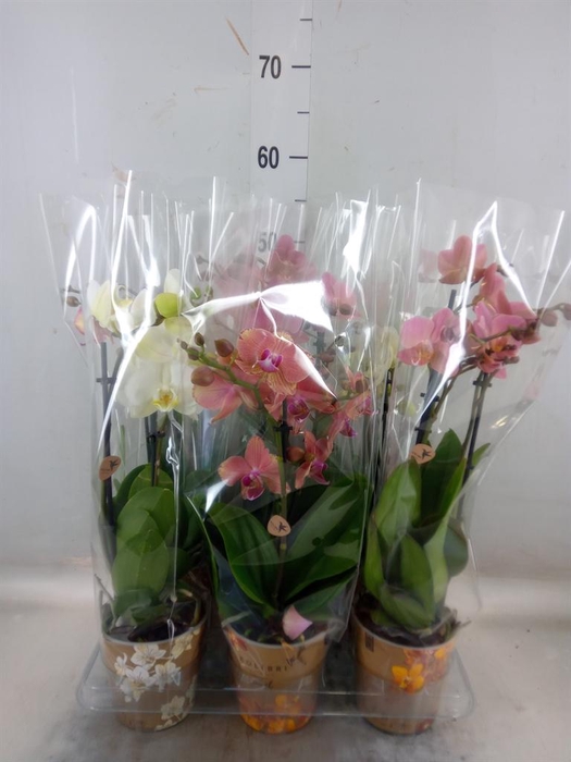 <h4>Phalaenopsis ...mix</h4>