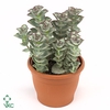 Crassula perforata 'Giant Form'