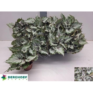 BEG BEL ASIAN TUNDRA