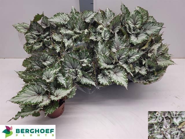 <h4>BEG BEL ASIAN TUNDRA</h4>