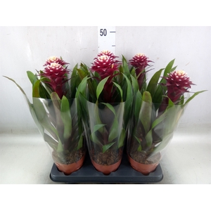 Guzmania  'Francesca'