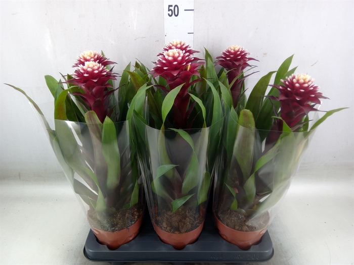 <h4>Guzmania  'Francesca'</h4>
