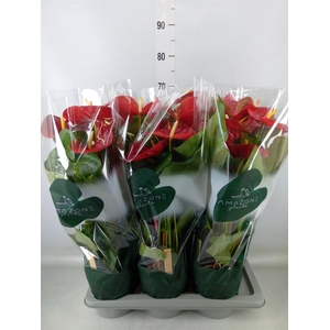 Anthurium andr. 'Nevada'