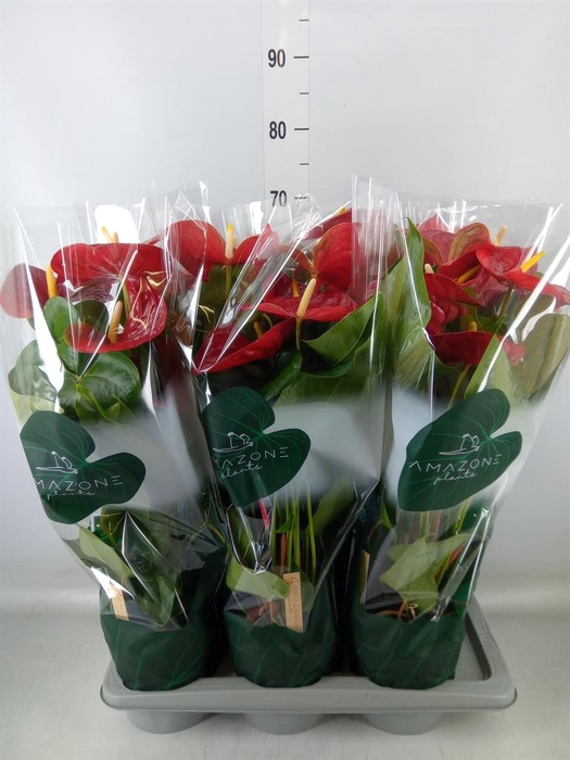 <h4>Anthurium andr. 'Nevada'</h4>