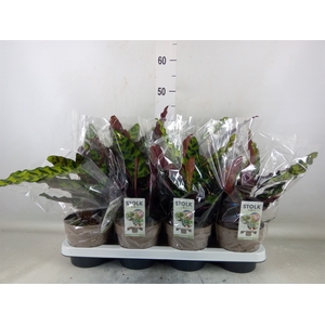 Calathea lancifolia