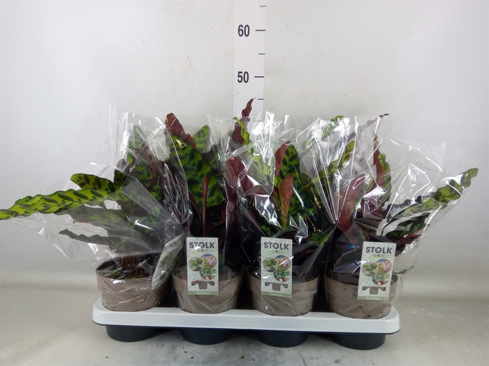 <h4>Calathea lancifolia</h4>