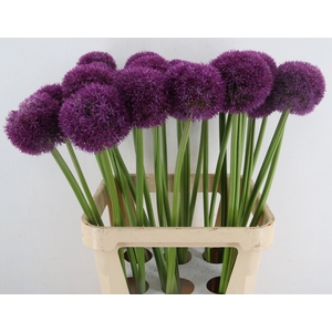 ALLIUM PINBALL WIZAR