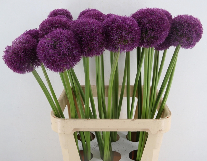 <h4>ALLIUM PINBALL WIZAR</h4>