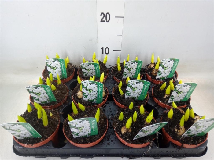 <h4>Scilla siberica</h4>