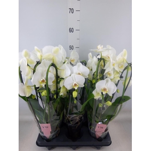 Phalaenopsis  'Elegant Cascade'