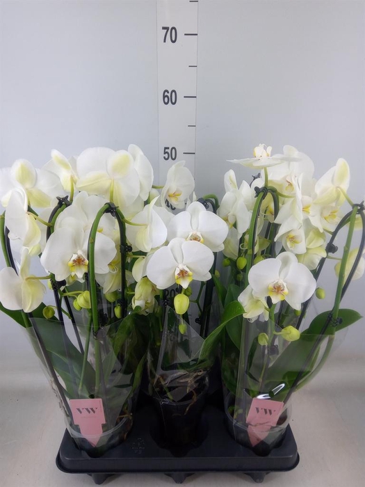 <h4>Phalaenopsis 'Elegant Cascade'</h4>