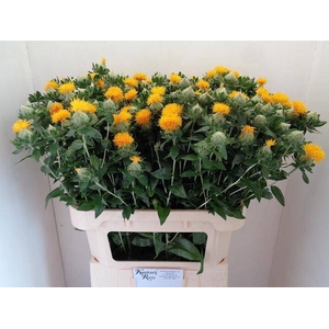 CARTH T ORANGE GRENA