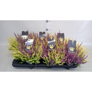 Calluna vulg. 'Beauty L CCrow' ..mx