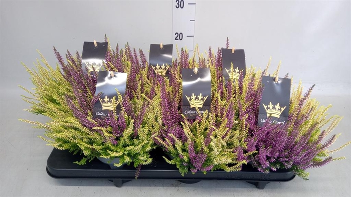 Calluna vulg. 'Beauty L CCrow' ..mx