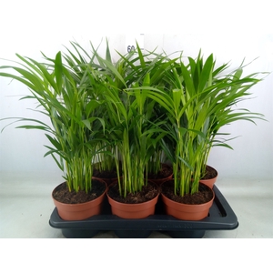 Dypsis lutescens   ...Chrysalidoca