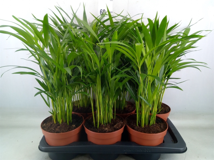 <h4>Dypsis lutescens   ...Chrysalidoca</h4>