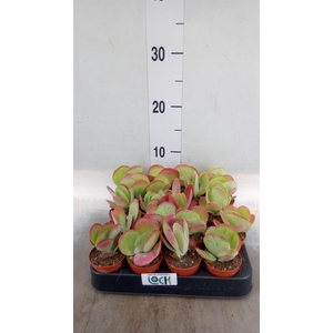 Kalanchoe NF thyrsiflora