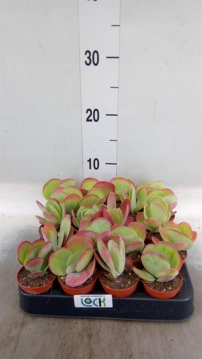 <h4>Kalanchoe NF thyrsiflora</h4>