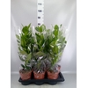 Clusia rosea 'Princess'