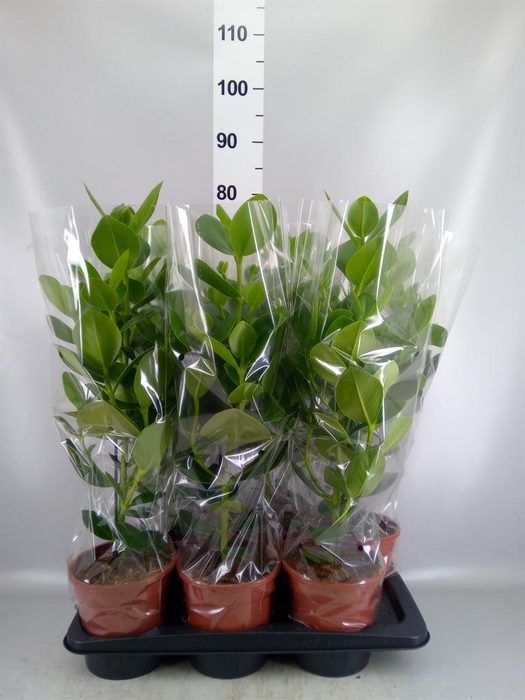 <h4>Clusia rosea 'Princess'</h4>