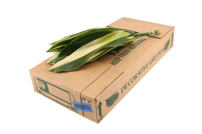 <h4>Aspidistra Variegated</h4>