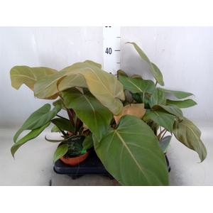 Philodendron   ...