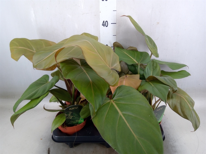 <h4>Philodendron   ...</h4>